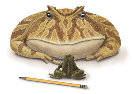 Giant Frog From Hell