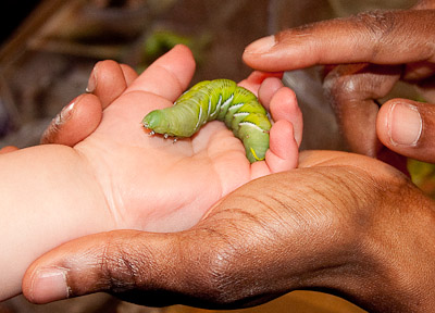 Preston holds a Giant Caterpillar at the Insect Zoo, Natural History Museum