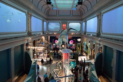Ocean Hall at the Natural History Museum