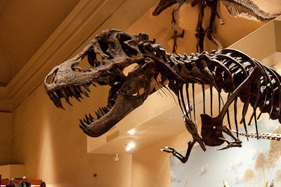 T-Rex, Natural History Museum