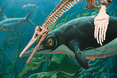 Mural and Skeleton, Natural History Museum