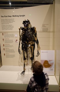 Hall of Human Origins at Natural History Museum