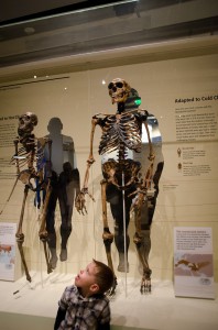 Hall of Human Origins at Natural History Museum