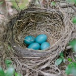 Robin's nest