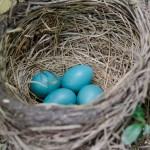 Robin's nest