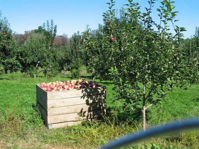 apples_galore.jpg