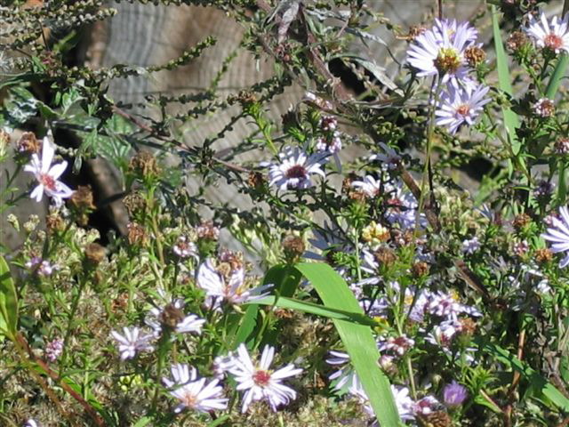 flowers_by_a_wood_pile.jpg