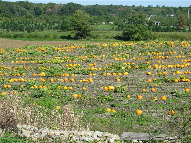 pumpkin_patch.jpg