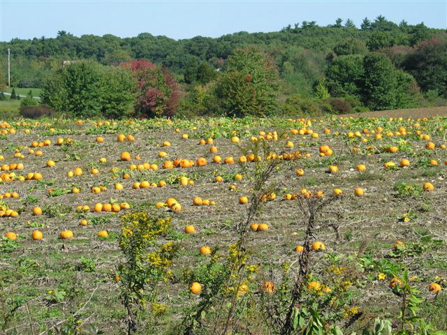 sunday_in_fall_005.jpg