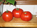 sam_grew_these_tomatoes