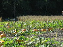 sunday_in_fall_014