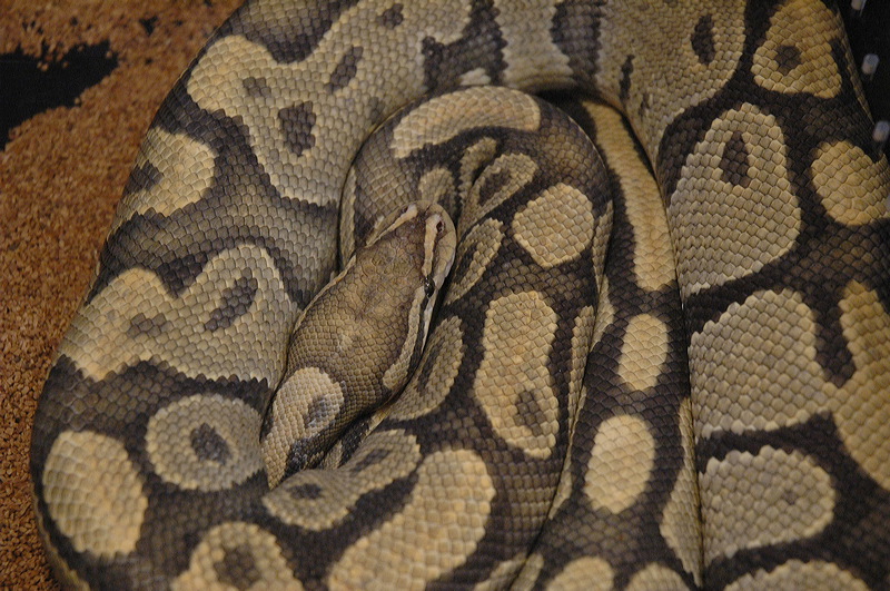dsc_0046.jpg