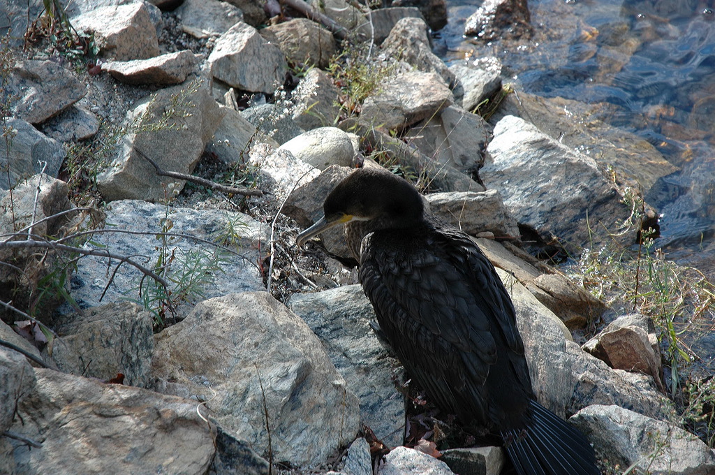 dsc_4707.jpg