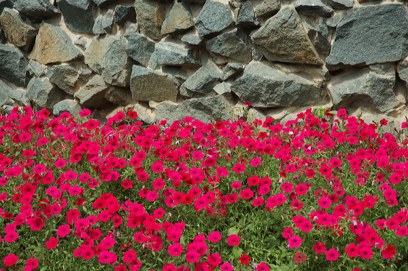 dsc_1305.jpg
