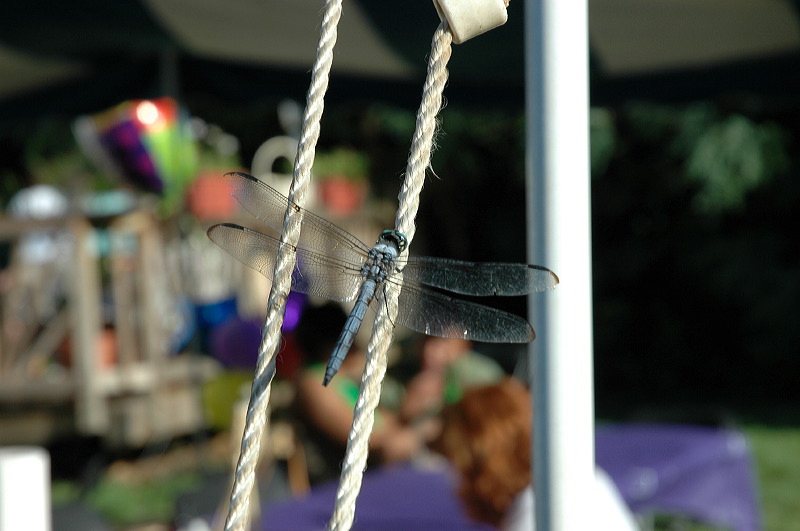 dsc_0882.jpg