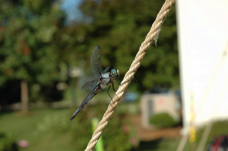 dsc_0883.jpg
