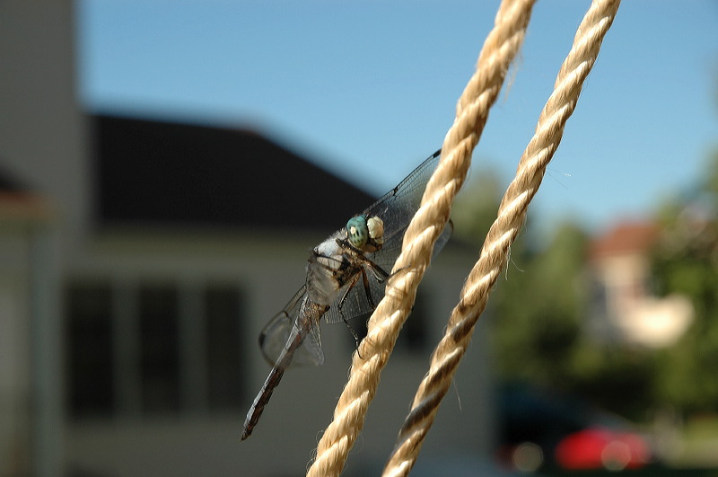 dsc_0885.jpg