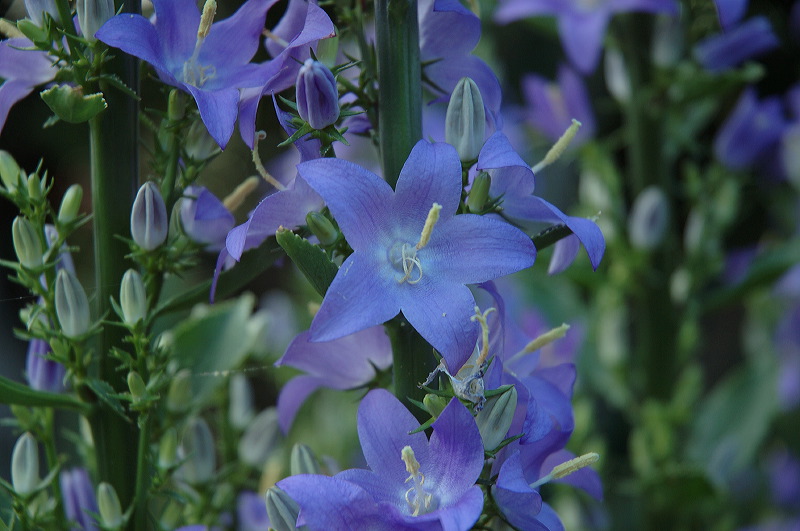 dsc_1284.jpg
