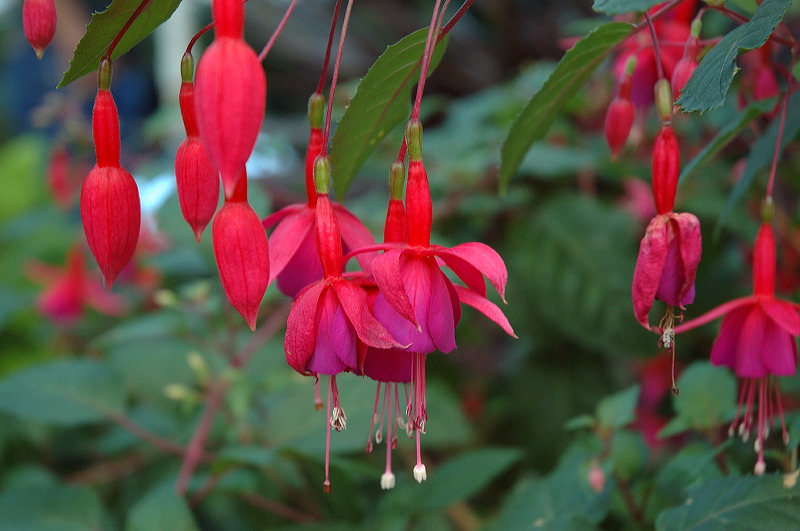 dsc_1286.jpg